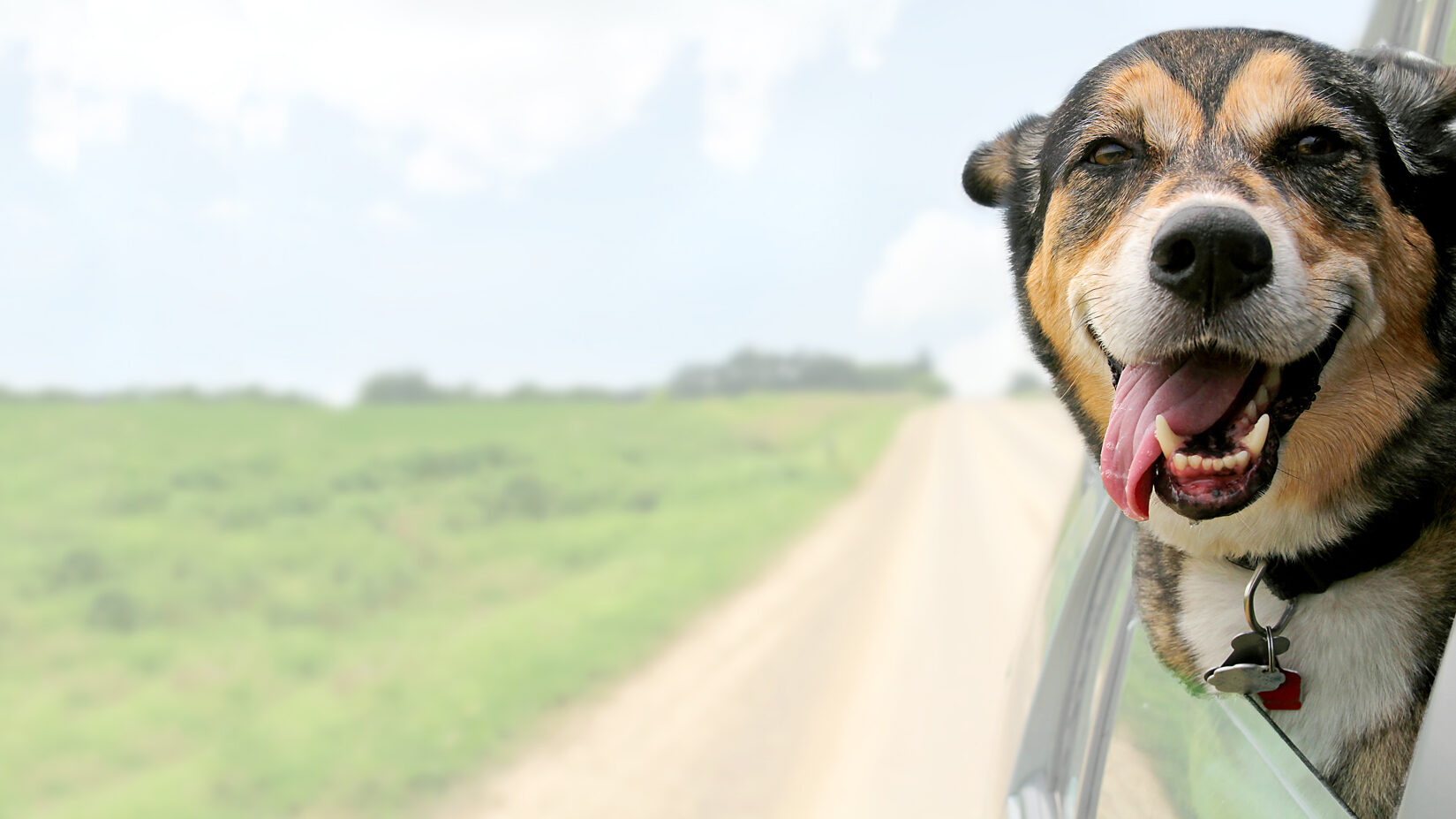 Dog with head out window on dirt road